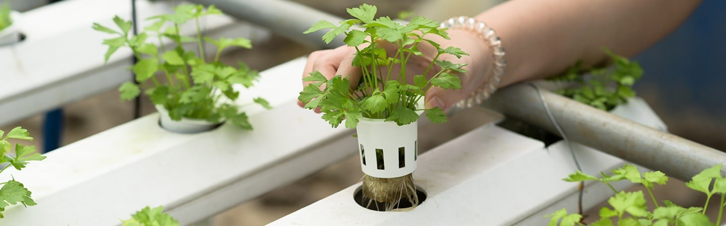 Nutrient Film Technique Hydroponics