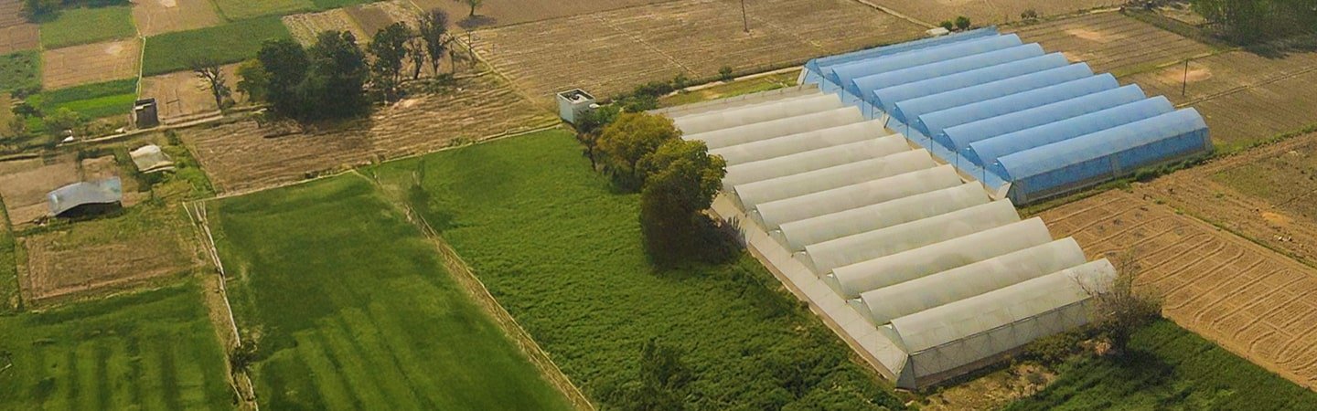 Naturally Ventilated Polyhouse