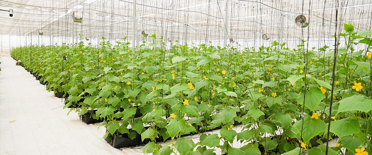 Hi-tech agriculture innovations including drones, IoT sensors, and vertical farming