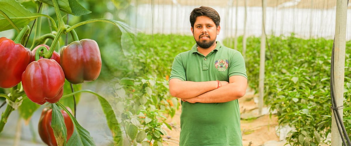 Siddhant Build a Highly Profitable 4-Acre Polyhouse Farm