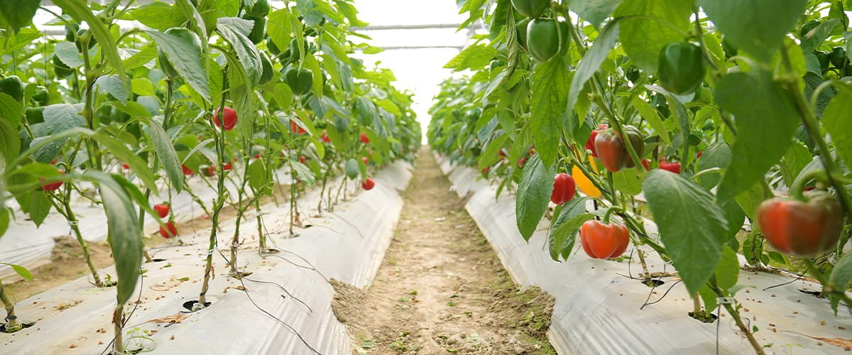 Modern greenhouse farm showcasing advantages of controlled environment agriculture