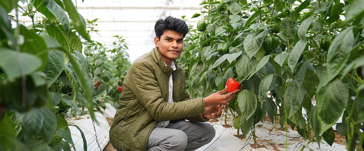 Polyhouse 101: Discover the Role of Polyhouses in Sustainable Agriculture