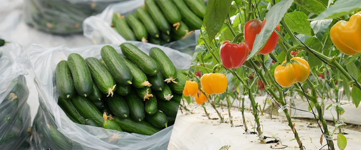 1 Acre NVPH Polyhouse Farming: Capsicum & Cucumber ROI with Complete Crop Economics
