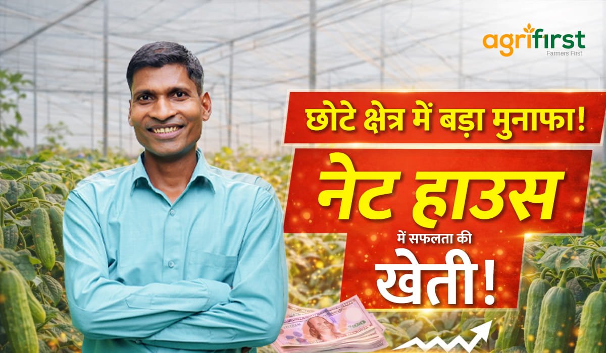 ChandraMohan Maurya standing in his 3000 sq ft Agrifirst nethouse structure growing cucumber in Ahmadpur Uttar Pradesh