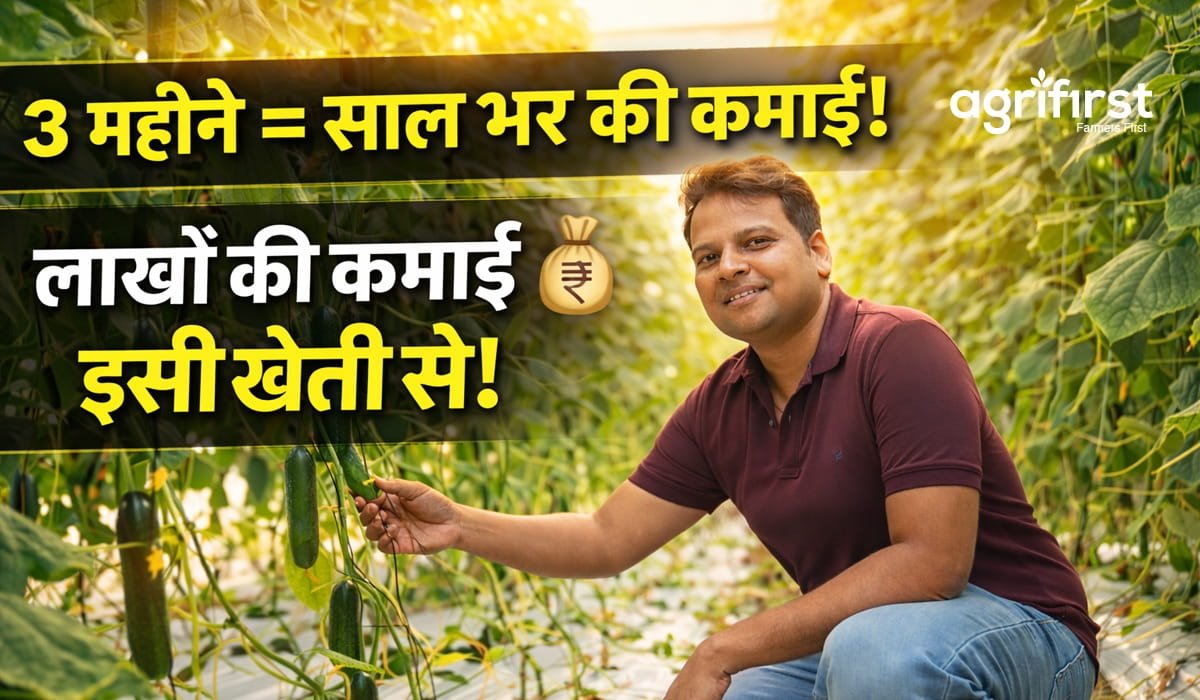 Divyanshu Singh polyhouse farming Sitapur Uttar Pradesh Agrifirst cucumber cultivation protected farming success