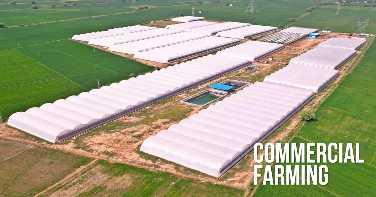 Aerial view of a 10-acre commercial NVPH polyhouse farm in India with rows of high-value crops under naturally ventilated poly tunnels