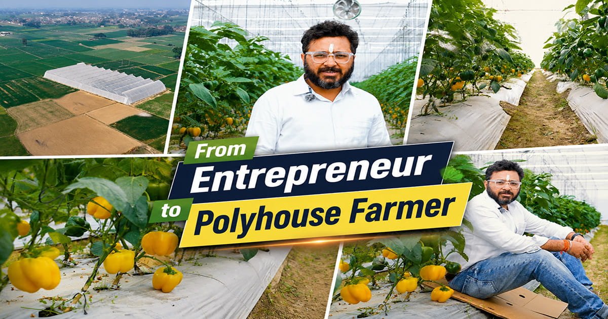 Shray Mehrotra standing inside his AgriFirst polyhouse
