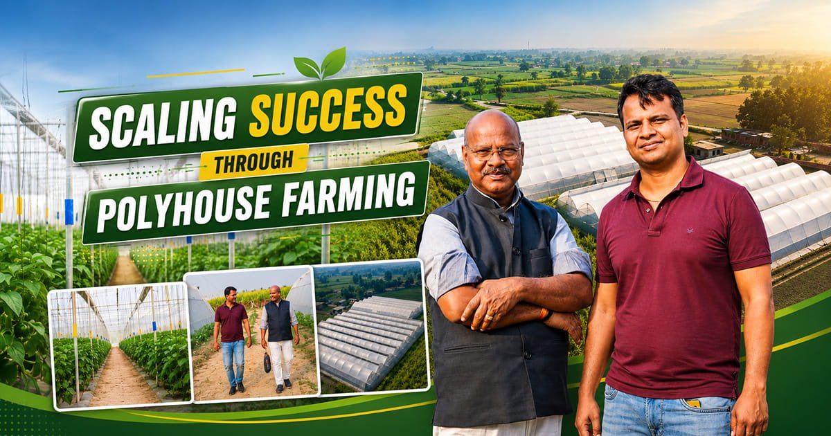 Polyhouse Expansion Success Story: Scaling Beyond One Acre