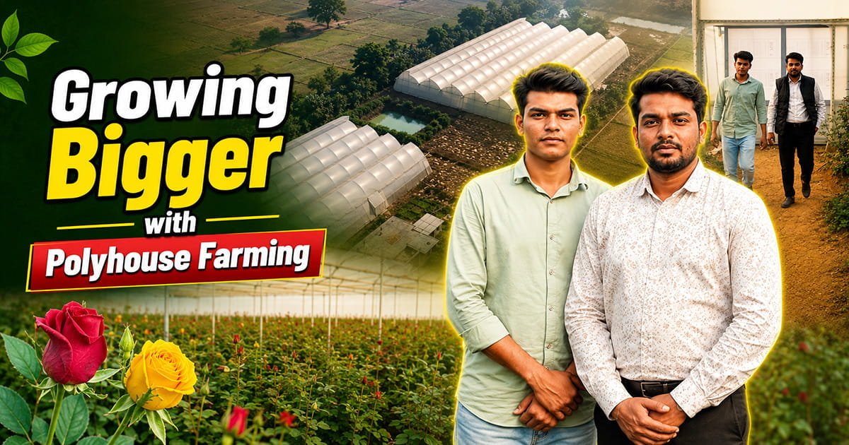 Dutch rose expansion in a successful protected farming polyhouse