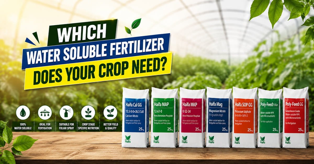 Haifa Water Soluble Fertilizers range for crop nutrition, fertigation and foliar application including Haifa Cal GG, MAP, MKP, Mag, SOP GG and Poly-Feed fertilizers