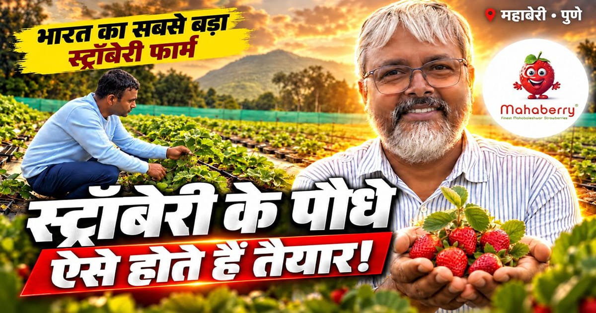 Mahaberry strawberry nursery farm in Mahabaleshwar showing how strawberry nursery plants are prepared with farm expert holding fresh strawberries