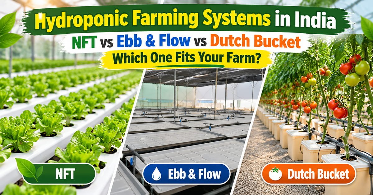 NFT, Ebb and Flow, and Dutch Bucket hydroponic farming systems compared for Indian polyhouse farmers