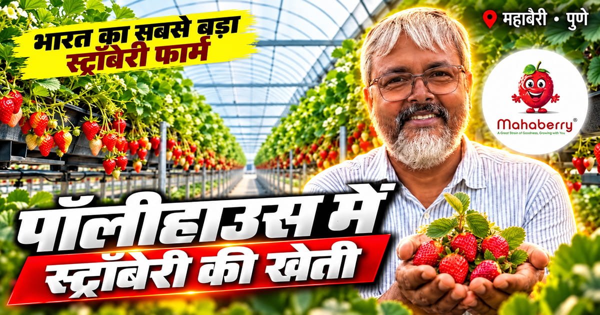 Strawberry cultivation in polyhouse using hanging gutter system at Mahaberry Farm near Mahabaleshwar, Maharashtra