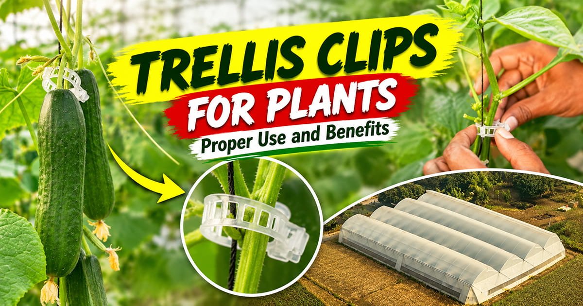 Trellis clips for plants showing proper clip placement on cucumber stems, plant support with trellising twine, and greenhouse cultivation.