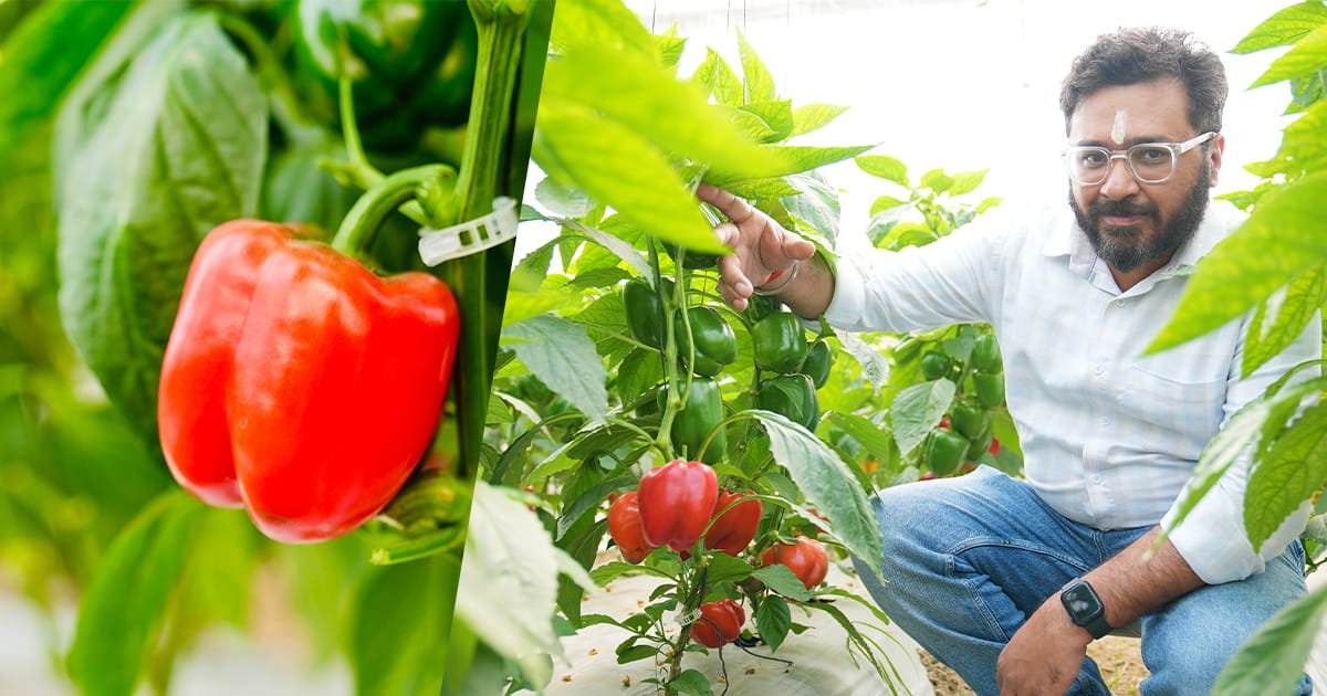Capsicum Polyhouse Farming in India: Cost, Yield & Profit Per Acre (2026)