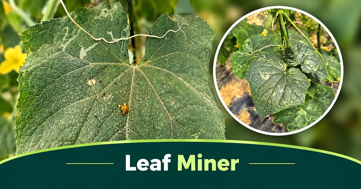 Leaf miner tunnel damage on cucumber leaves in polyhouse