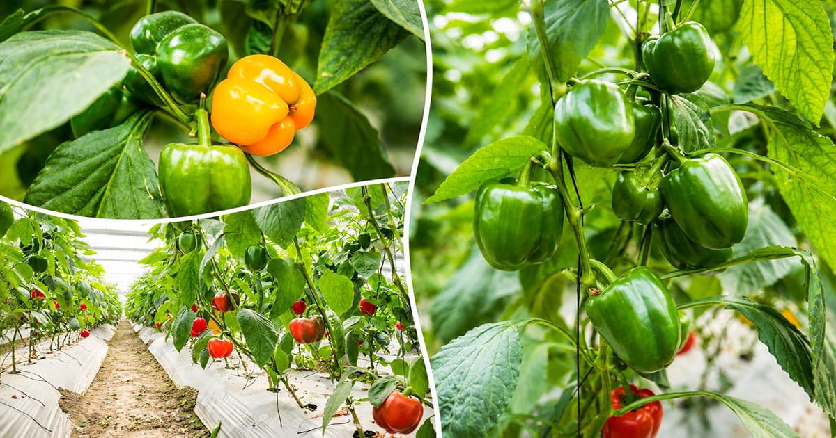 Capsicum crop growing inside a protected cultivation system for higher yield