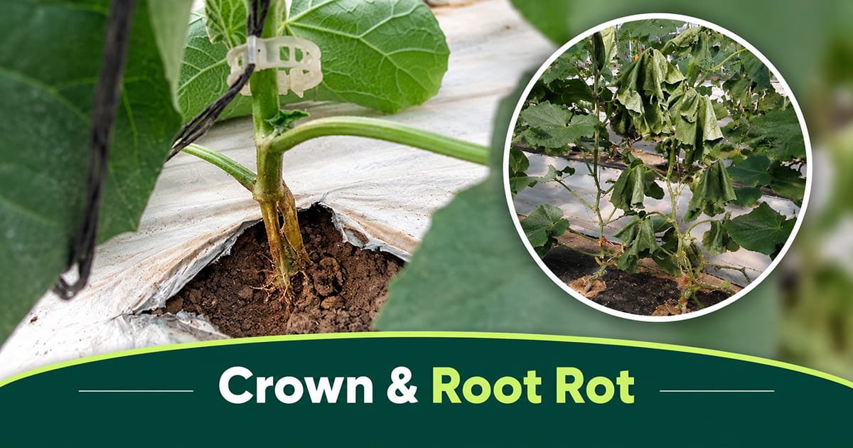 Crown and root rot disease in cucumber plant roots in polyhouse