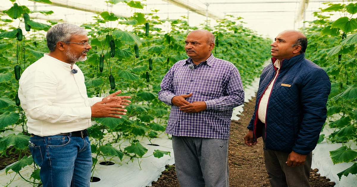 AgriFirst agronomist providing technical support to polyhouse farmers