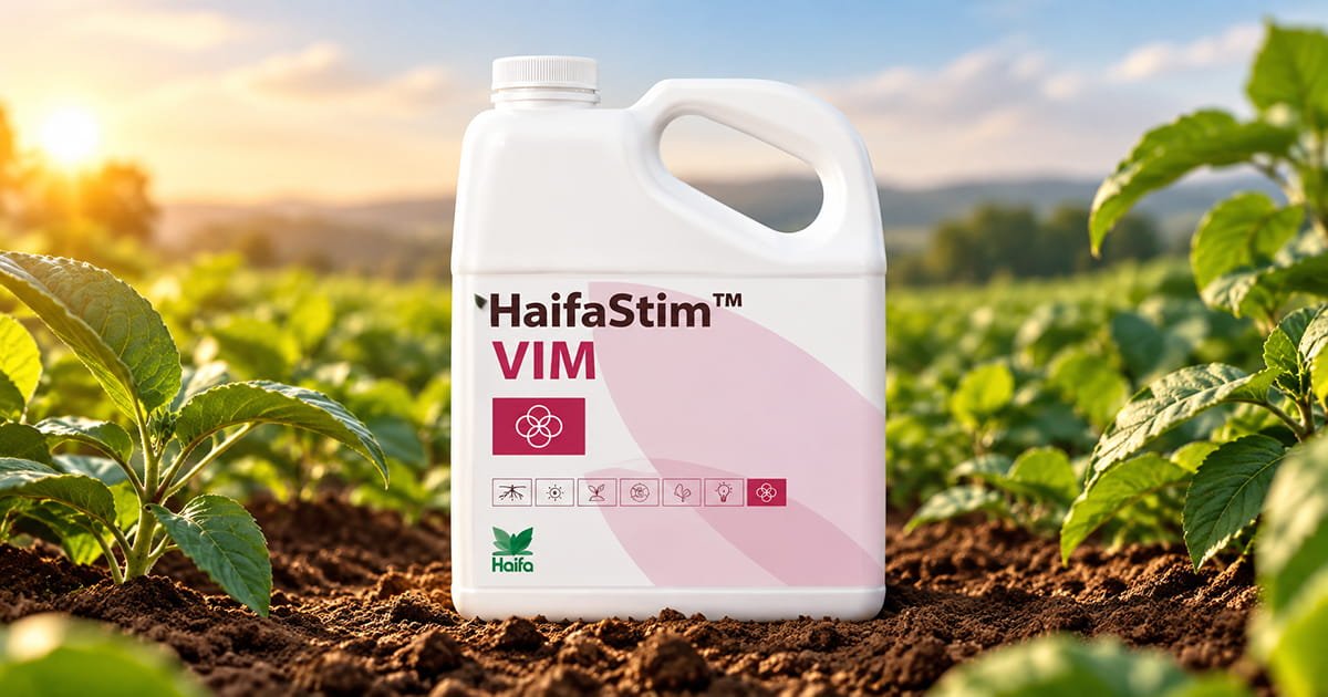 HaifaStim Vim biostimulant for supporting plant growth, crop development and overall plant performance.