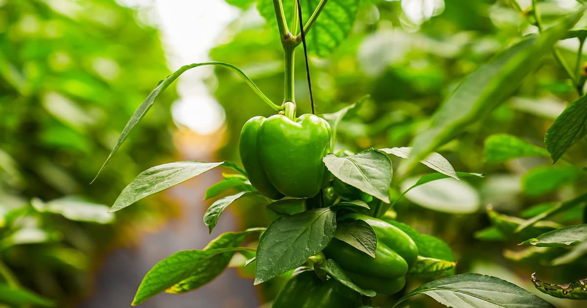 Green capsicum growing inside a net house under protected cultivation