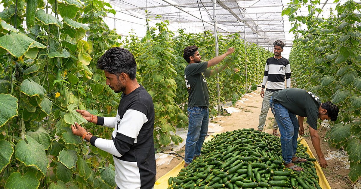 AgriFirst polyhouse trellising structure designed for high-yield cucumber cultivation