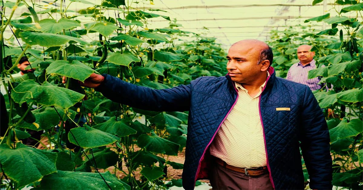 Sailendra Kumar Rai at his commercial cucumber polyhouse farm in Uttar Pradesh