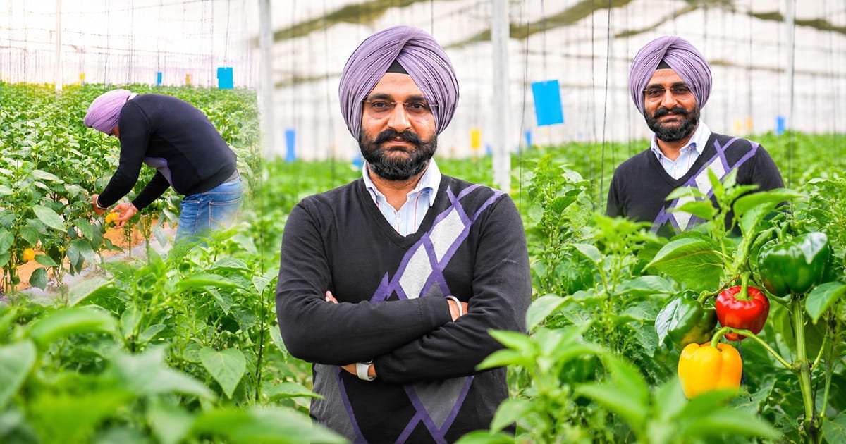 Protected cultivation farmer inspecting coloured capsicum crops inside a modern greenhouse