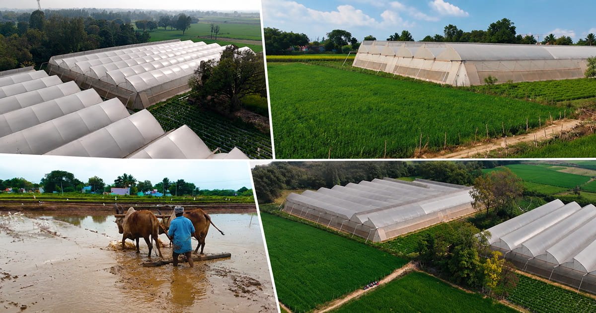 Comparison of open field farming and polyhouse cultivation on a farm