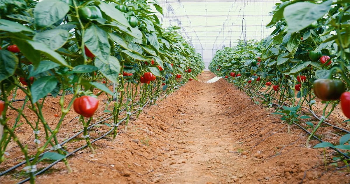 Premium-quality colored capsicum cultivated under protected cultivation