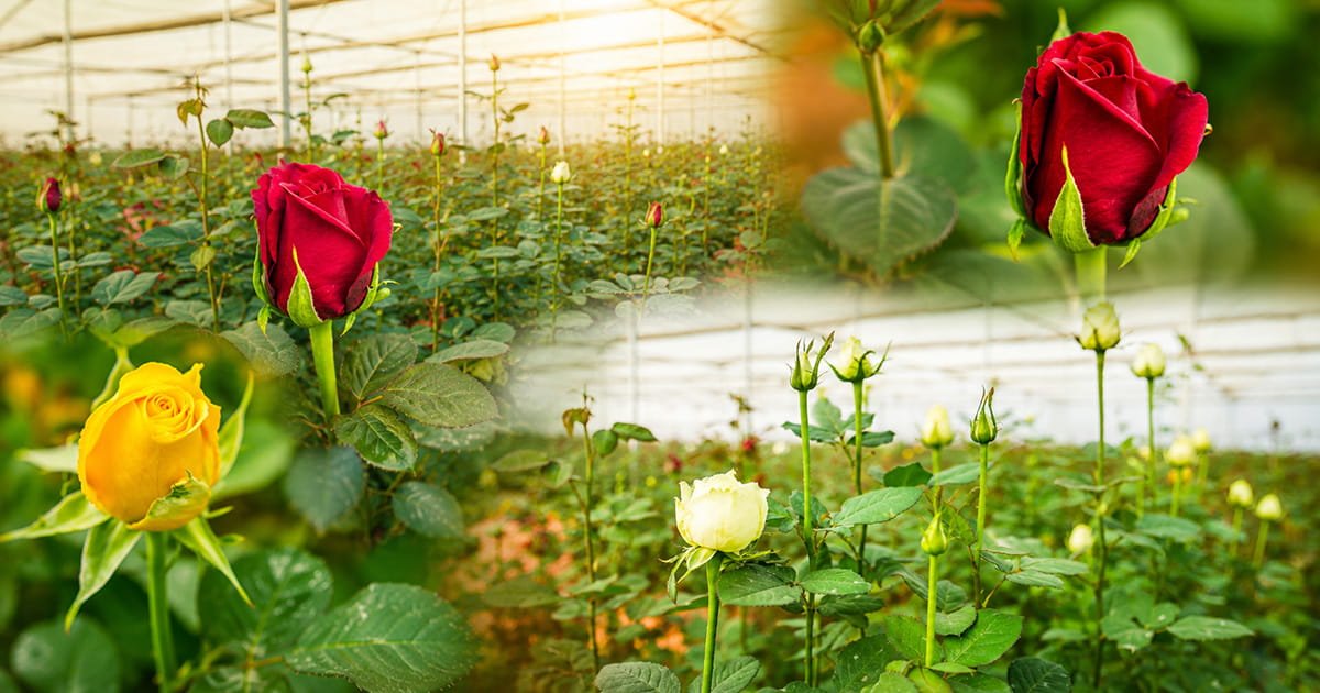 Dutch rose cultivation inside a polyhouse