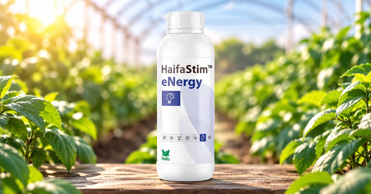 HaifaStim Energy biostimulant for supporting healthy crop growth, plant development and overall crop performance.