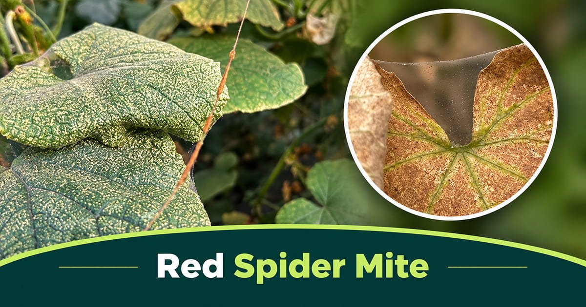 Red spider mite damage on cucumber leaves in polyhouse