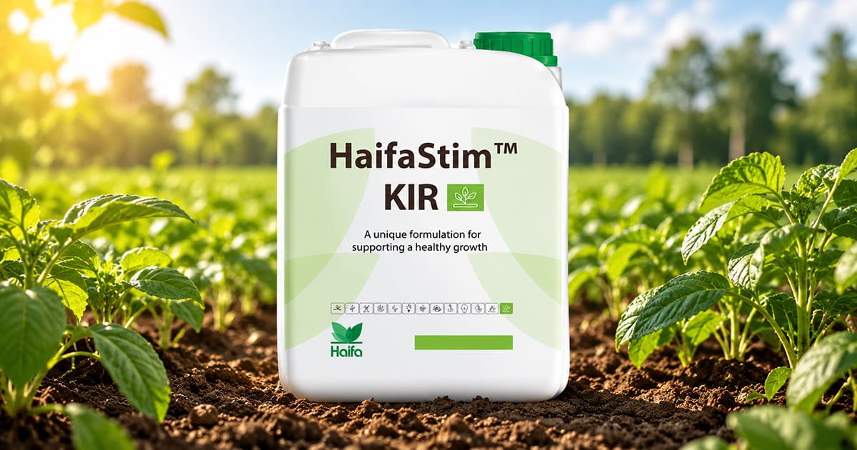 HaifaStim KIR biostimulant for supporting plant growth, crop development and overall crop performance.