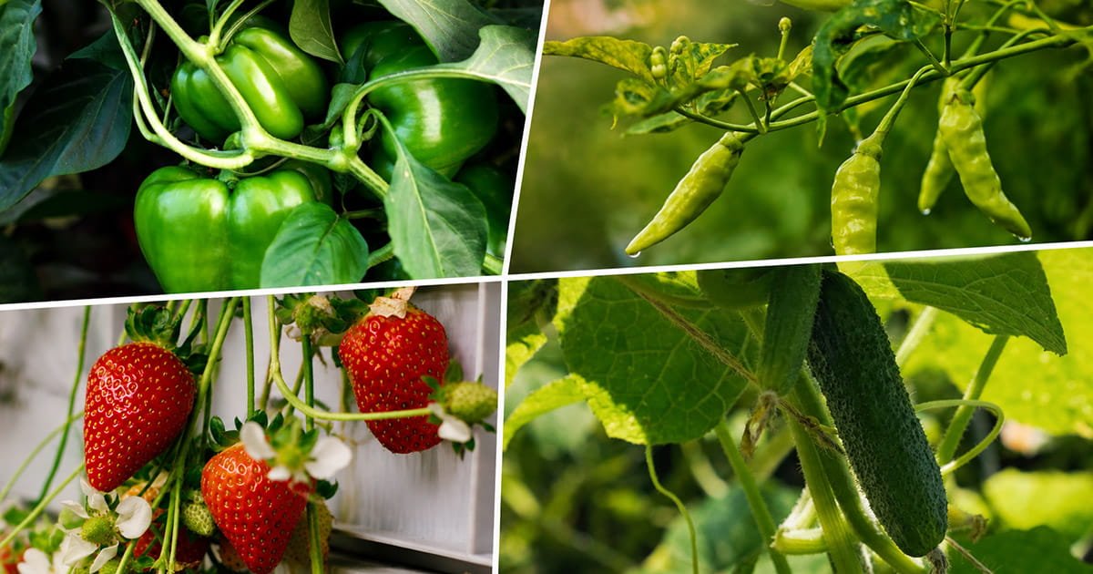 Green capsicum, cucumber, strawberry, and green chilli crops growing in an open field