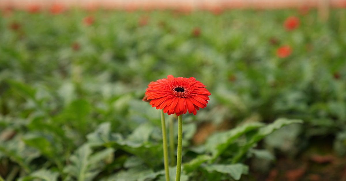 Bright red Gerbera flower in full bloom