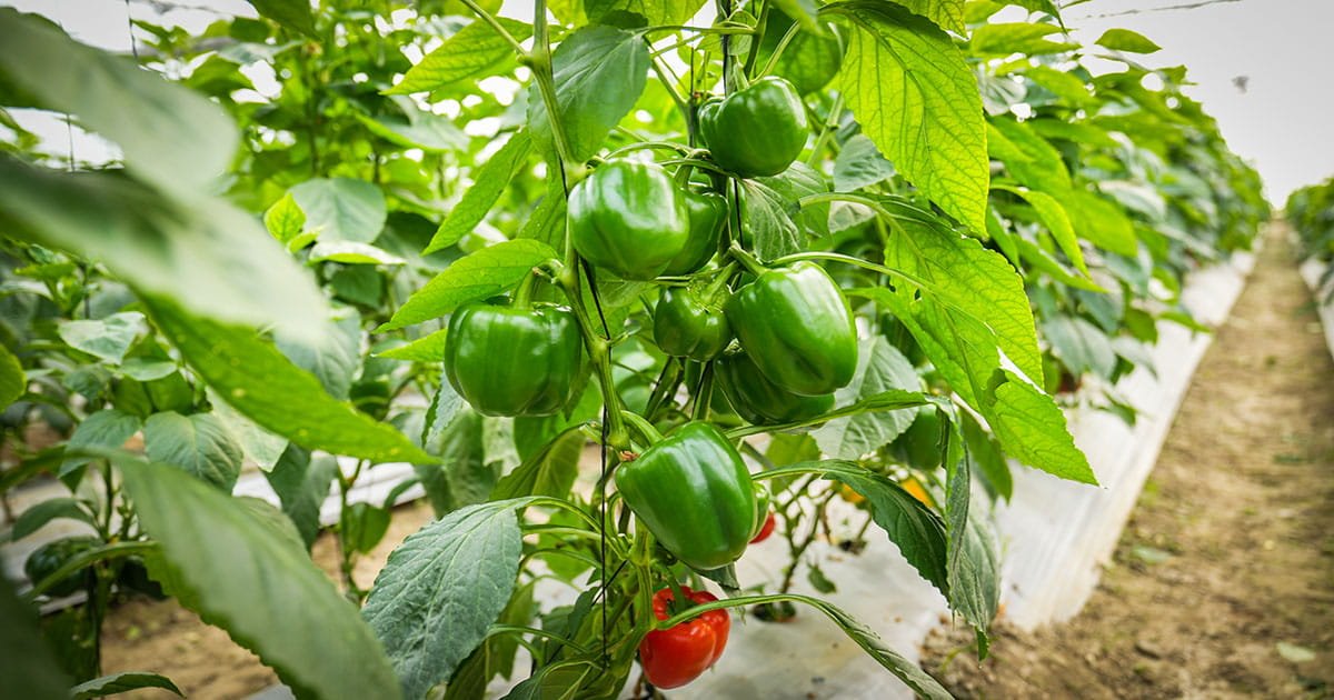 Capsicum farming inside naturally ventilated polyhouse
