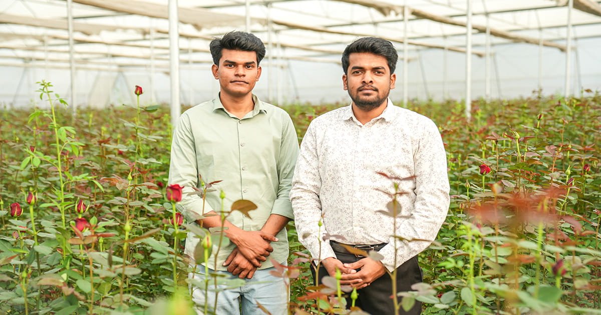 Two brothers standing inside their polyhouse with blooming Dutch rose plants