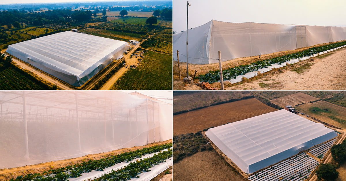Agrifirst commercial net house project in India for modern protected cultivation and high-value crop farming