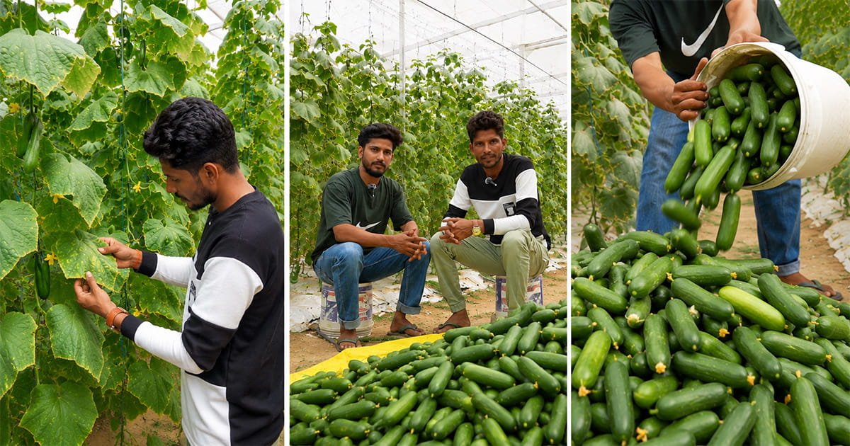 Cucumber harvesting inside a commercial polyhouse under protected cultivation