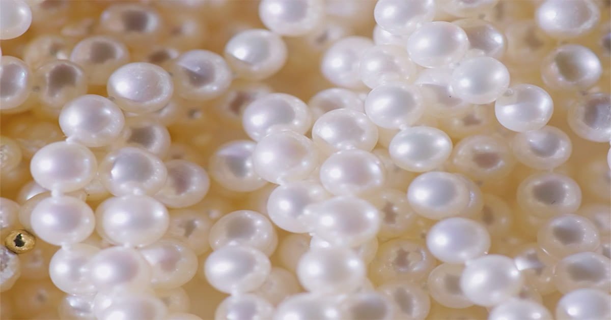 Harvesting cultured pearls from freshwater
