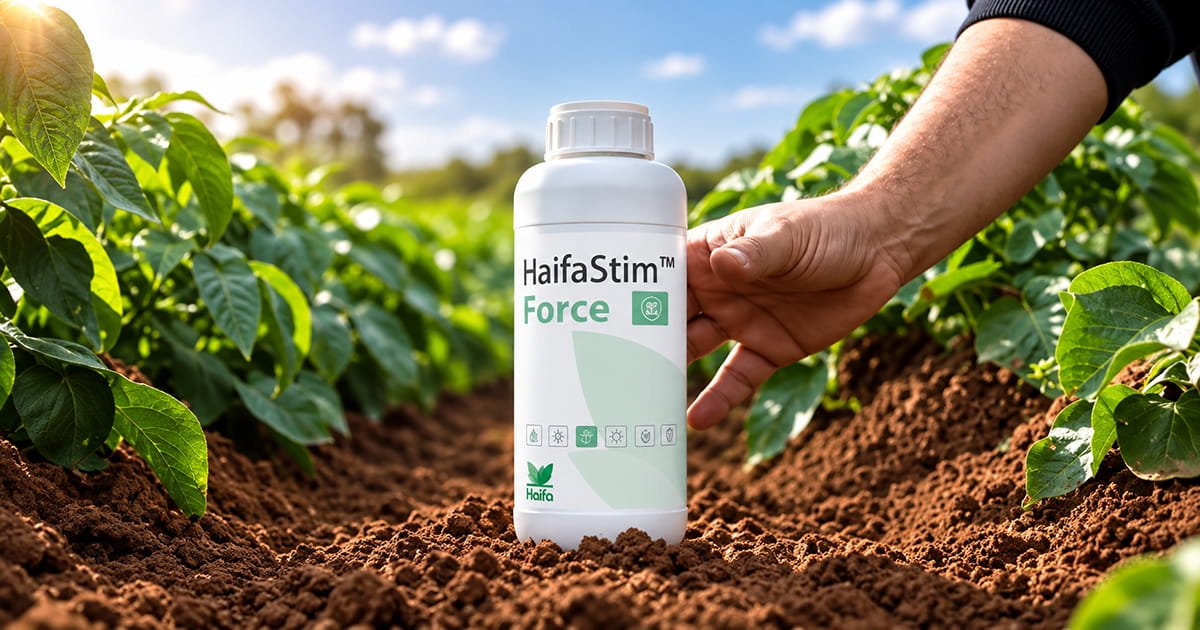 HaifaStim Force biostimulant for supporting strong plant growth, crop development and overall crop performance.