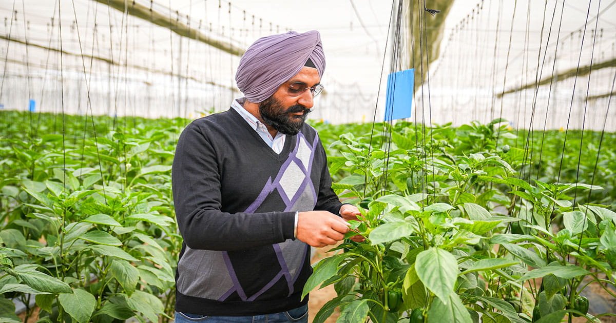 Farmer checking capsicum plants inside a polyhouse under protected cultivation