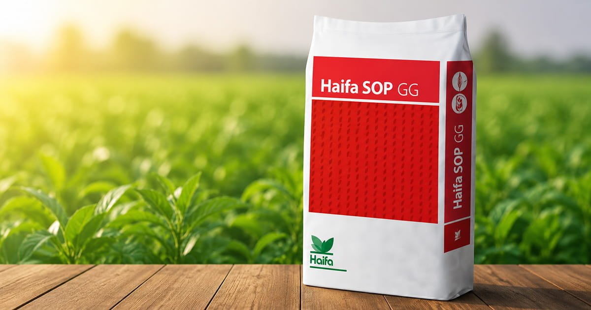 Haifa SOP GG water soluble potassium sulphate fertilizer with potassium and sulphur for drip fertigation