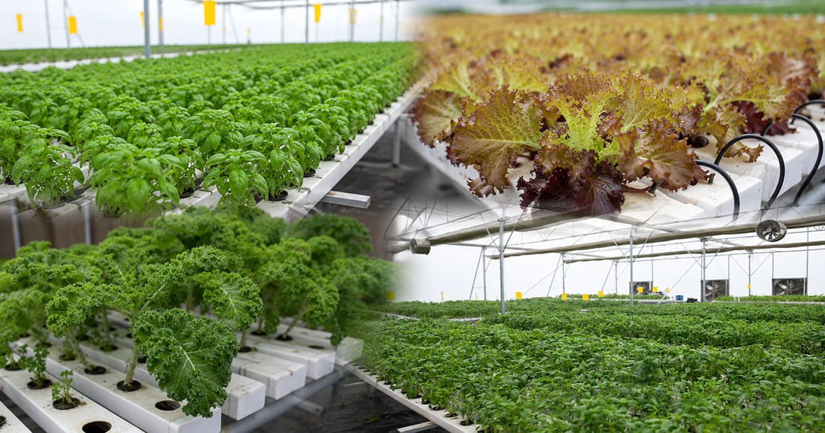 Protected cultivation crop collection showcasing modern farming practices