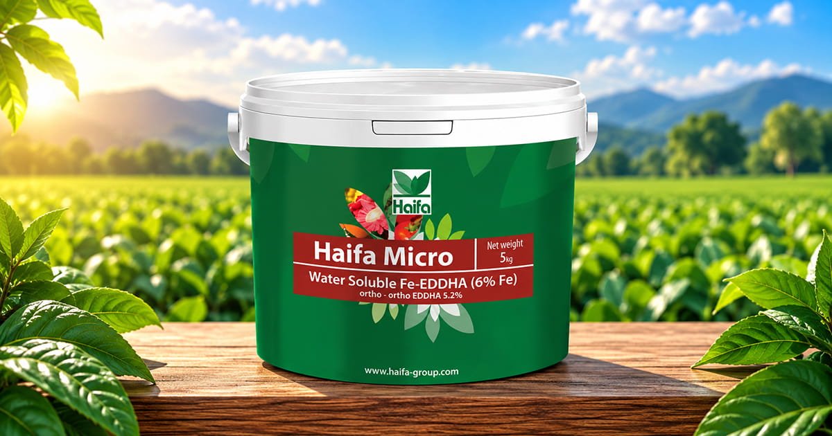 Haifa SS micronutrient fertilizer for balanced crop nutrition