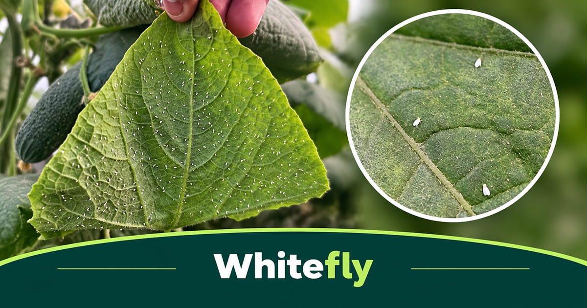 Whitefly infestation on cucumber leaves in polyhouse cultivation