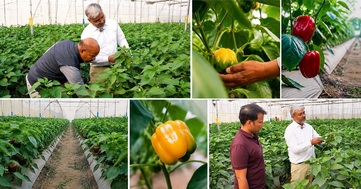 AgriFirst agronomy support during polyhouse crop management