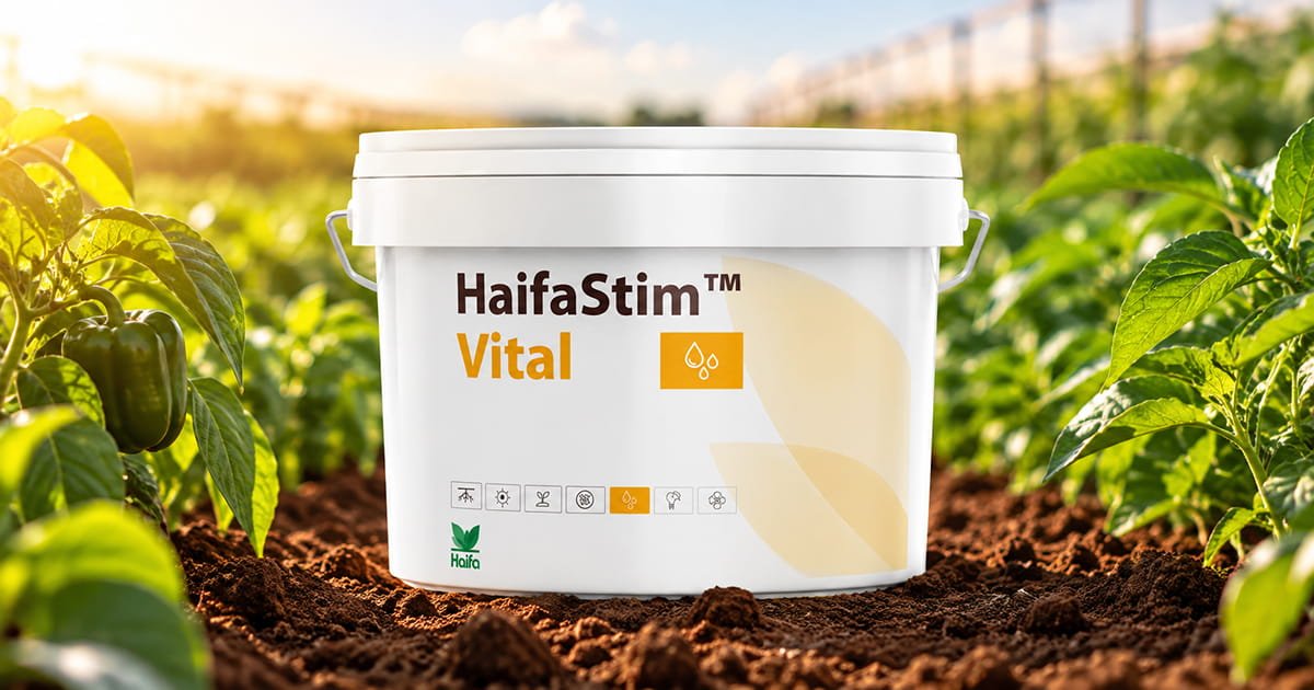 HaifaStim Vital biostimulant for supporting healthy plant growth, crop development and overall crop performance.
