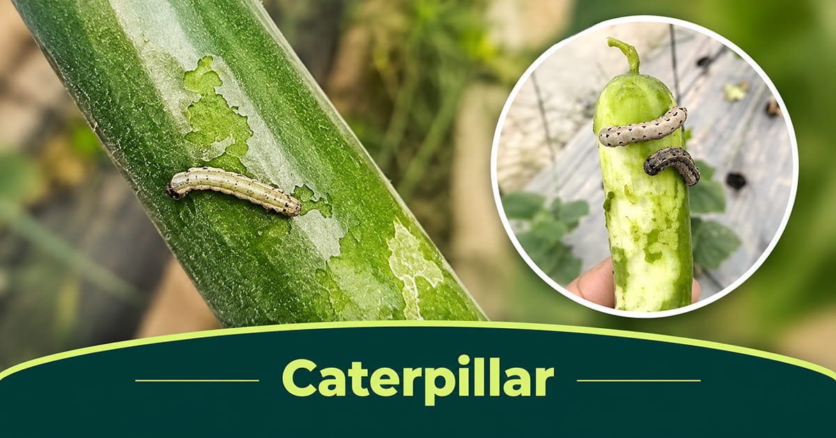 Caterpillar pest damage on cucumber leaves in polyhouse crop